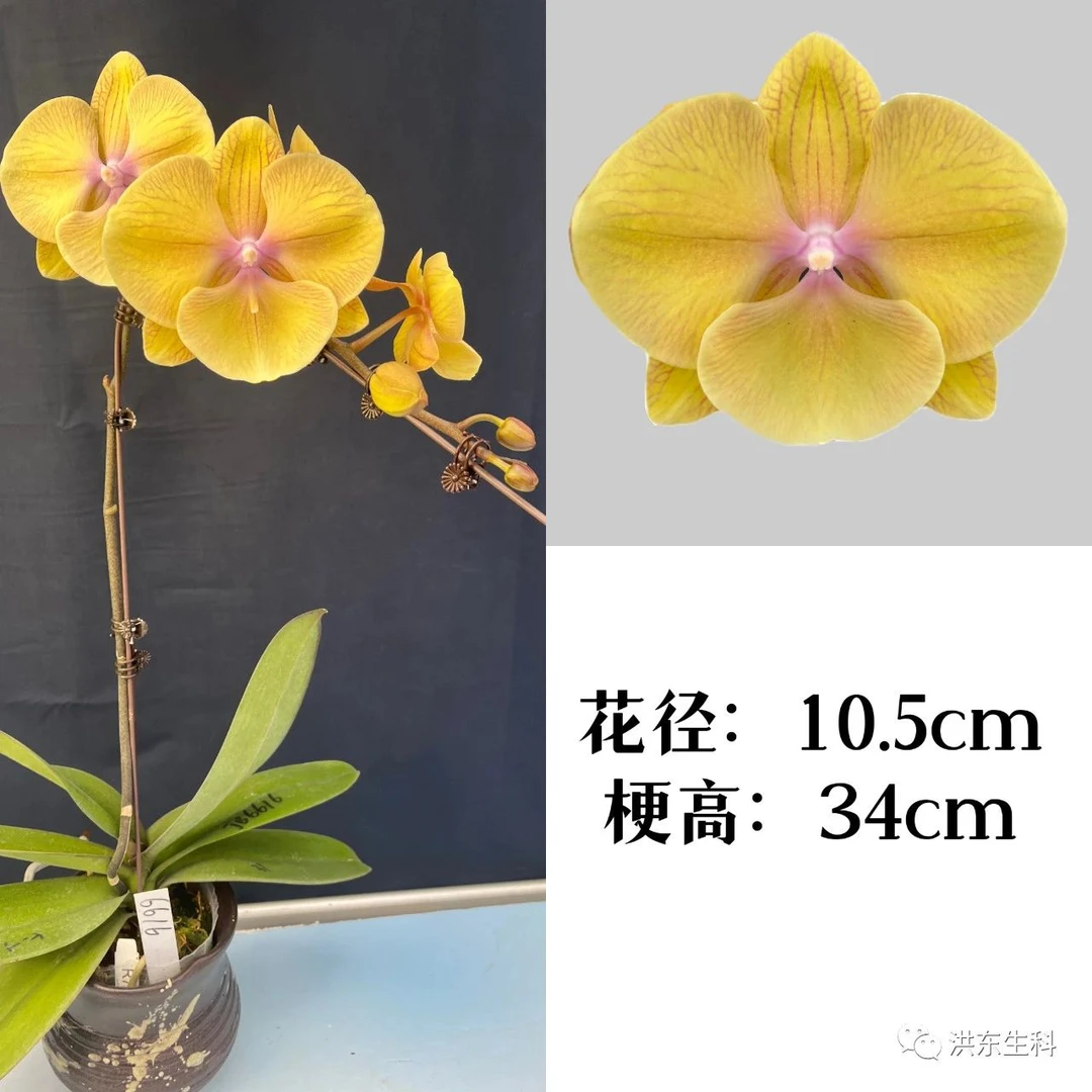 【金玉满堂】蝴蝶兰金玉满堂3.0寸双花剑发货