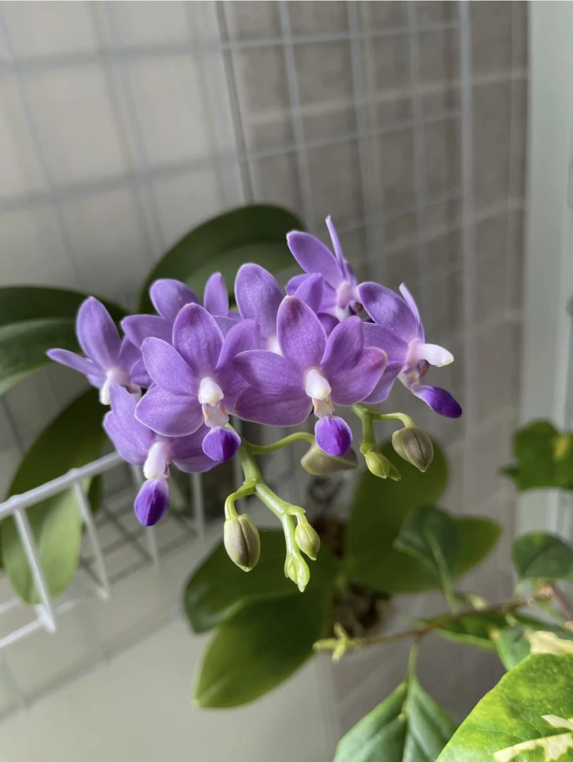 【紫马丁】稀有品种紫马丁2.8有花剑发货（叶微瑕）