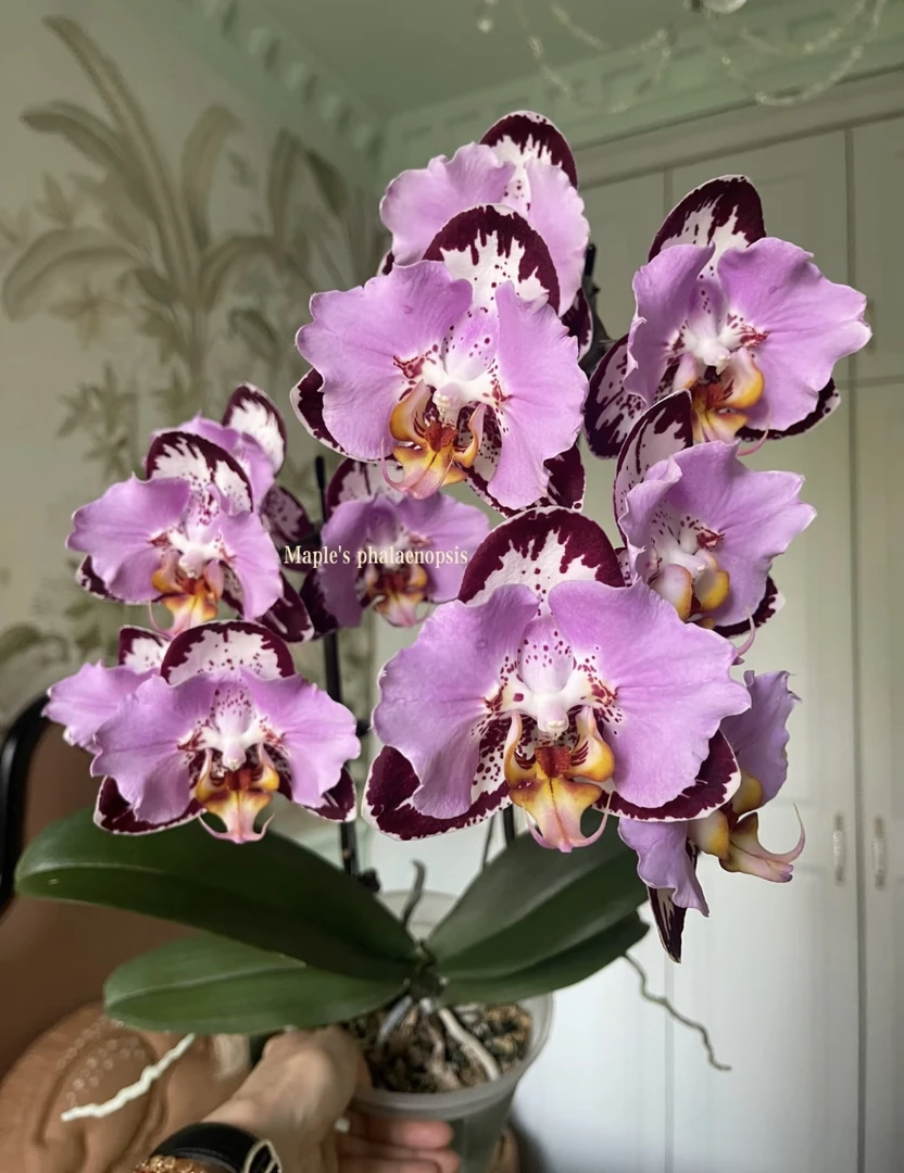 【黑钢琴】蝴蝶兰高端系列黑钢琴单花剑花剑出梗苗（小概率返祖）