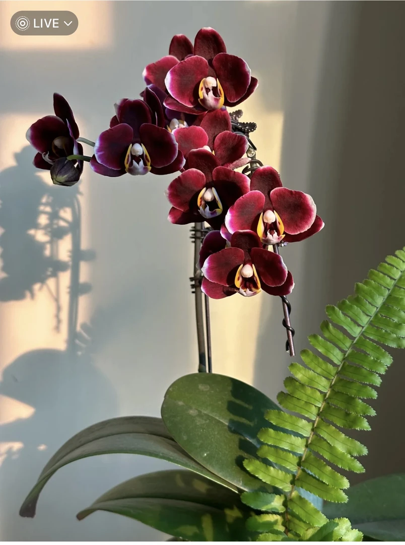 【出剑苗】蝴蝶兰巧克力双剑出梗苗（3.5寸）