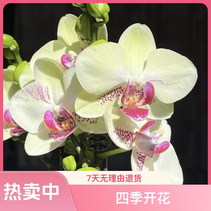 【绿熊】新手好养蝴蝶兰绿熊单花剑出剑苗发货