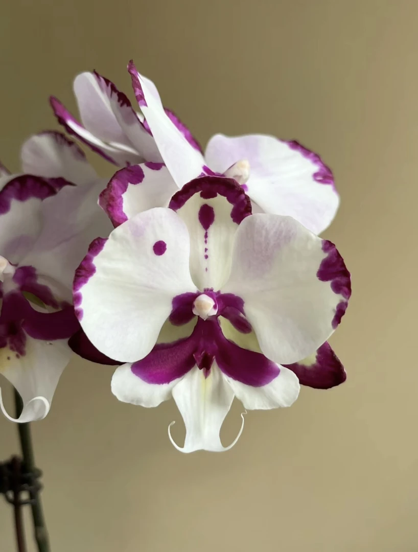 【大麦町】蝴蝶兰大麦町3.0寸单剑出剑苗发货（刚出花剑）