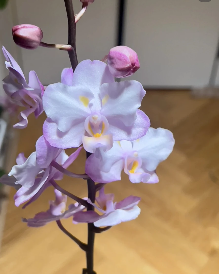 【刘氏樱花叶损】蝴蝶兰刘氏樱花3.0未出剑发货