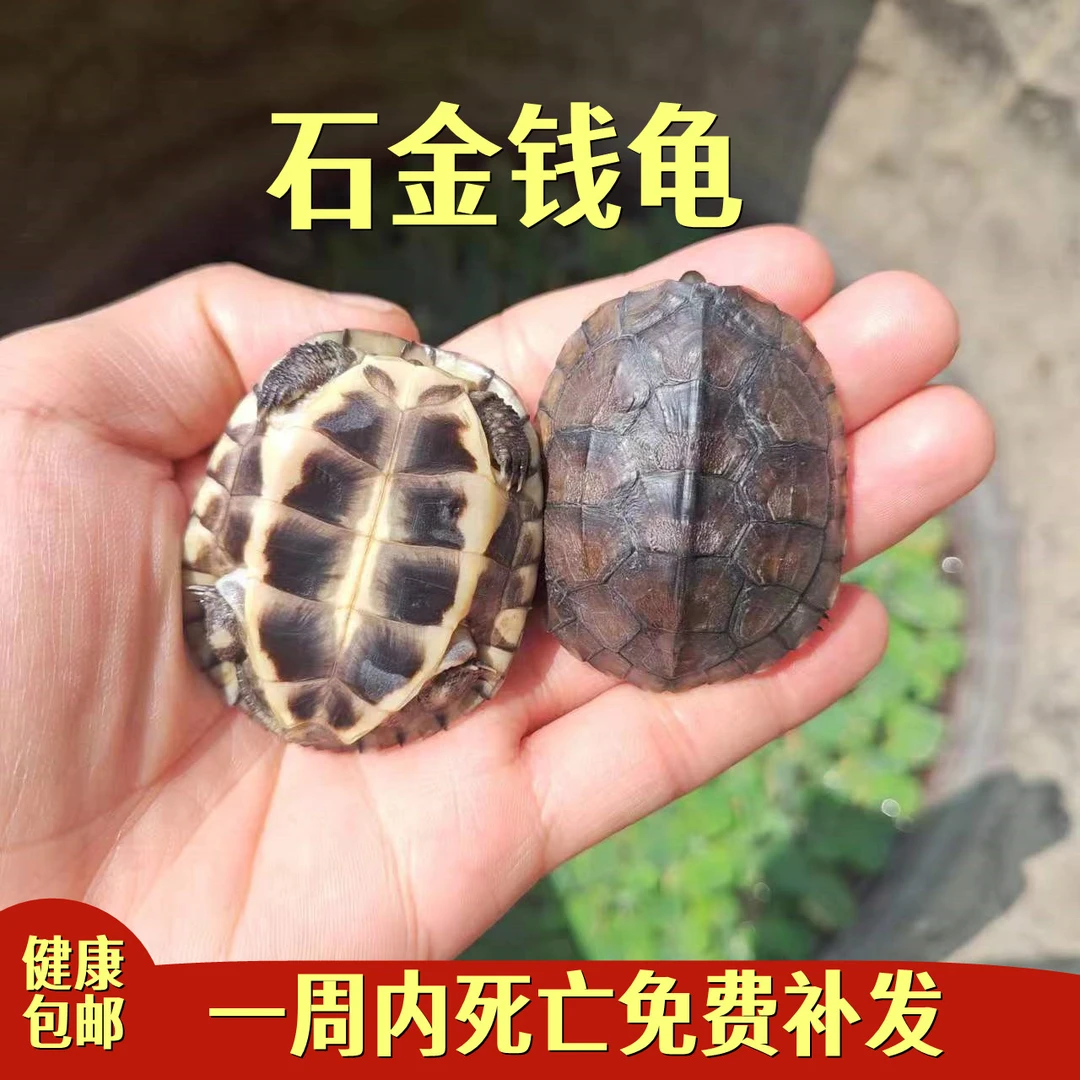 纯种纯正石金头活体黄喉似水龟海南越南石招财宠物龟观赏南石龟.6