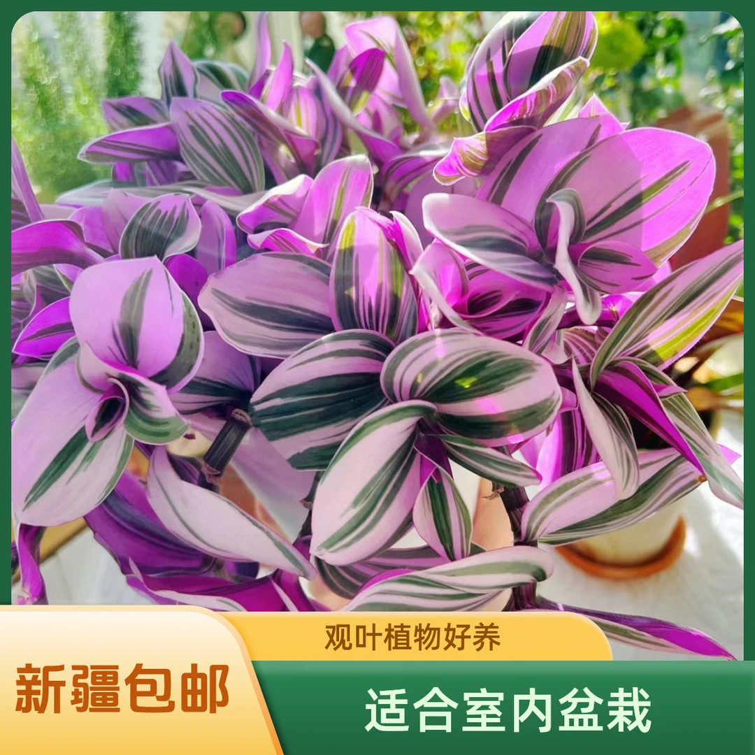 【油画婚礼｜新疆包邮】室内盆栽吊兰客厅书房卧室观叶植物好养
