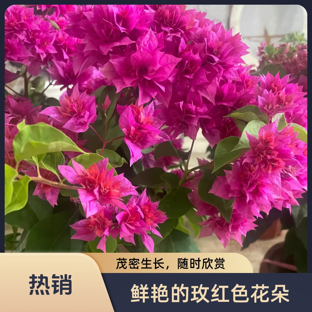【重瓣红色三角梅｜新疆包邮】四季盆栽耐晒耐旱带花苞发货好养易活