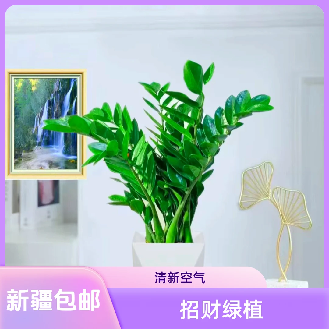 【金钱树|新疆包邮】招财盆栽植物室内钱串子客厅四季常青好养美观