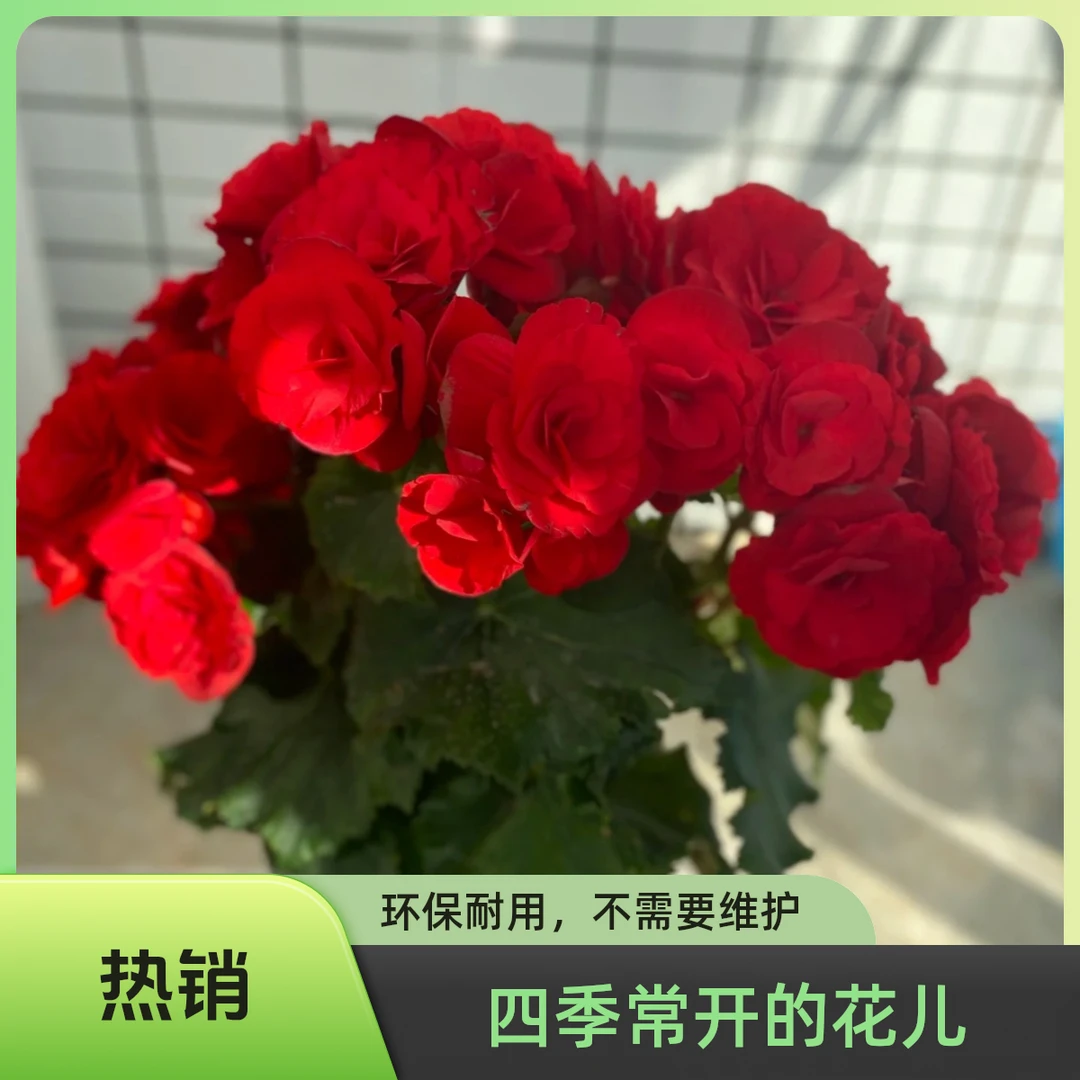 【丽格海棠｜新疆包邮】盆栽室内阳台四季开花好养大花型原土带花苞
