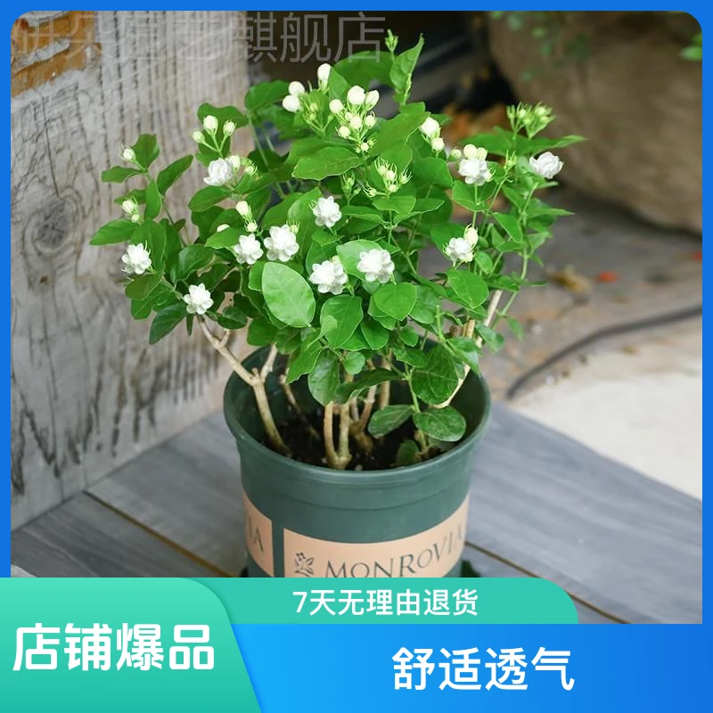 【盆栽茉莉花｜新疆包邮】开花绿植带花苞客厅书房装饰花原盆原土