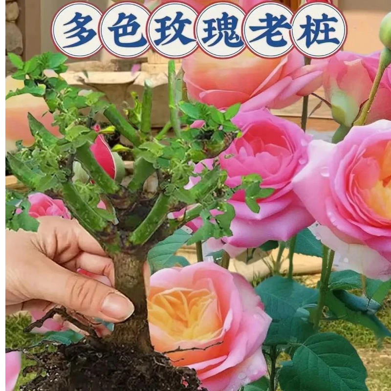 拍一发六月季老桩