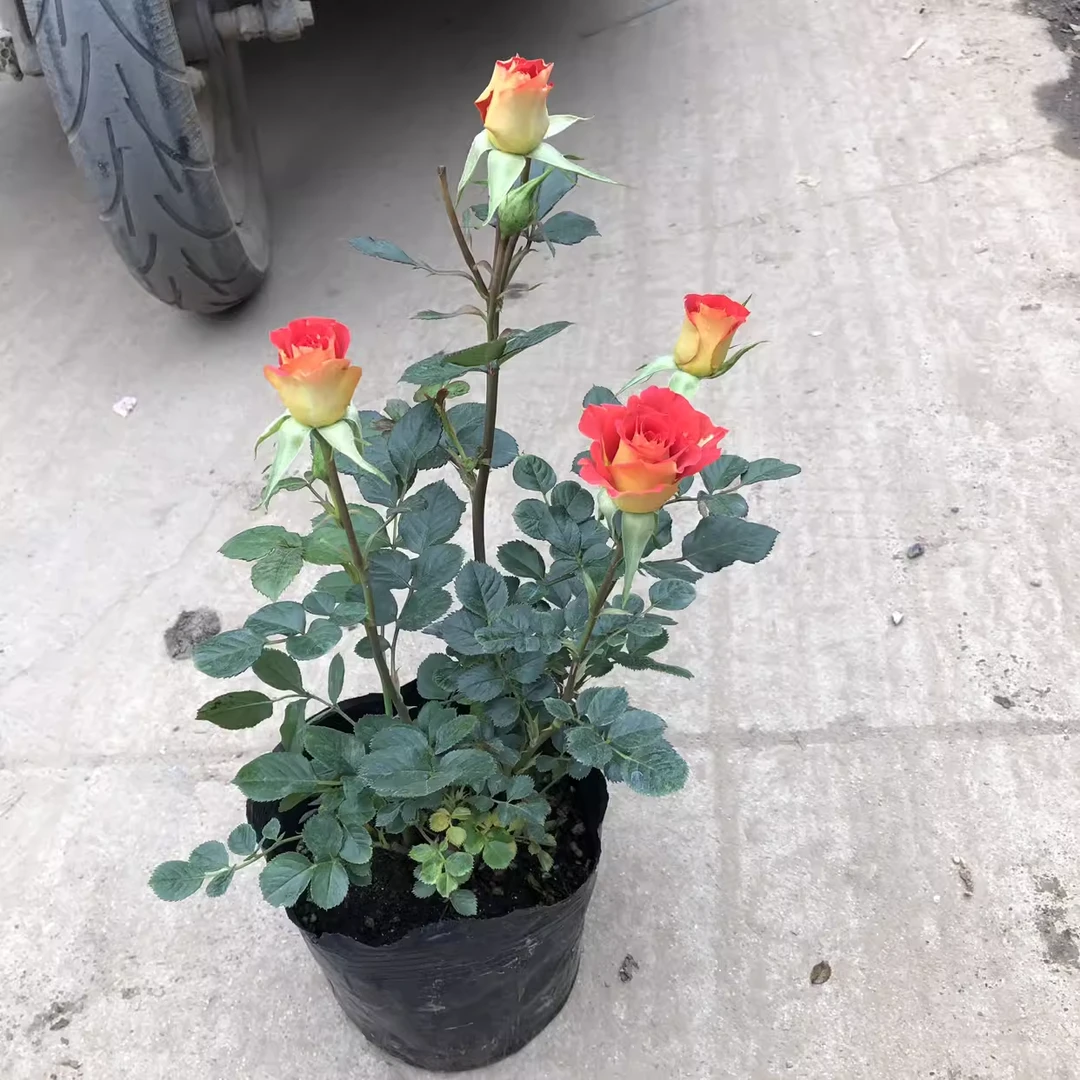 双鱼座微型阳台四季开花好养双色月季花苗室外庭院植物绿植多花