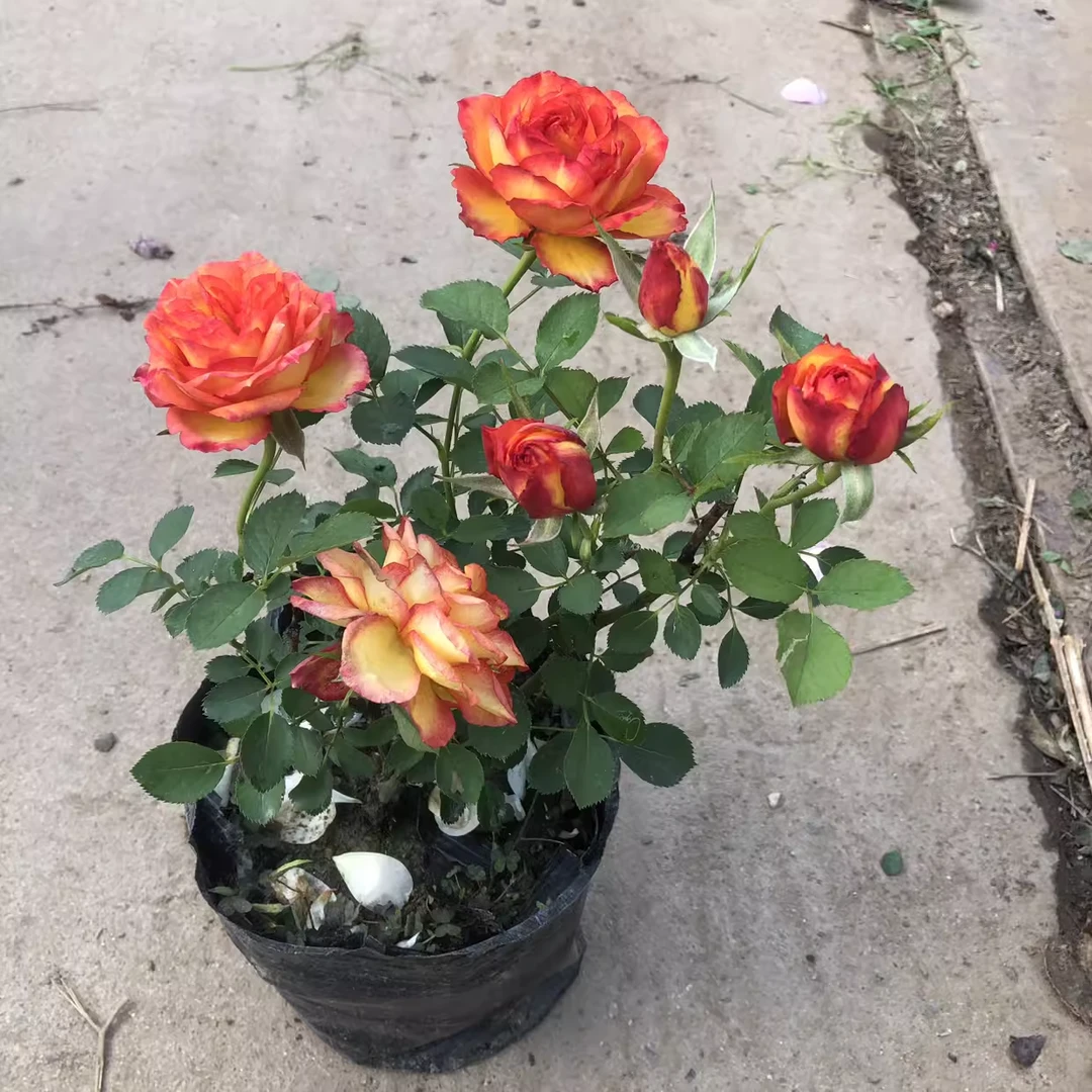 切花火焰玫瑰花苗月季扦插丰花阳台庭院盆栽蔷薇四季开花好养