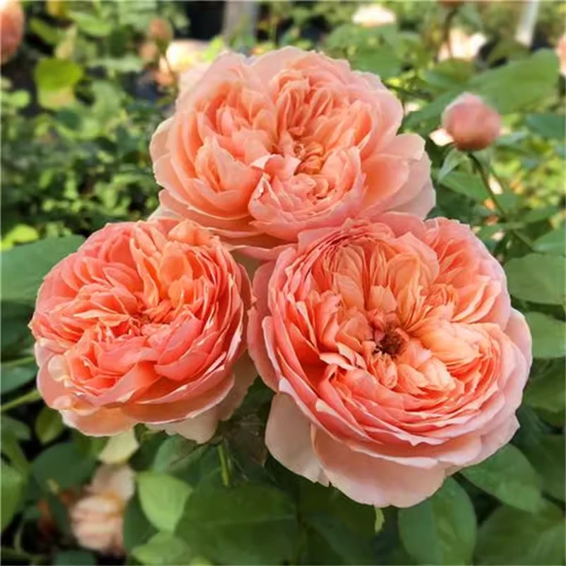 真宙月季玫瑰花爬藤杏黄色玫瑰爬藤花卉阳台庭院绿植花卉盆栽