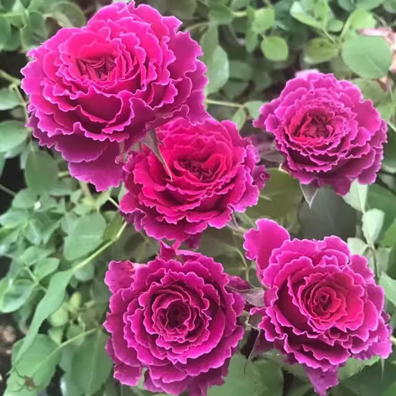 草药月季扦插花苗大花浓香丰花多头月季四季开花飘逸的波浪边