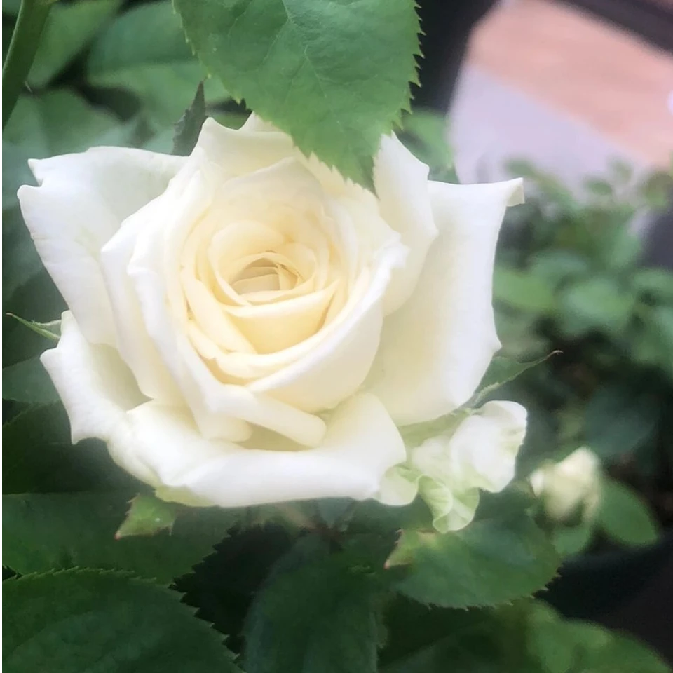 骄傲月季夏花 花店常卖的白玫瑰品种 纯洁的代表