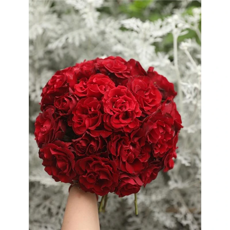 纪念芭芭拉月季扦插花苗灌木红色丰花耐热戴尔巴德抗病品种