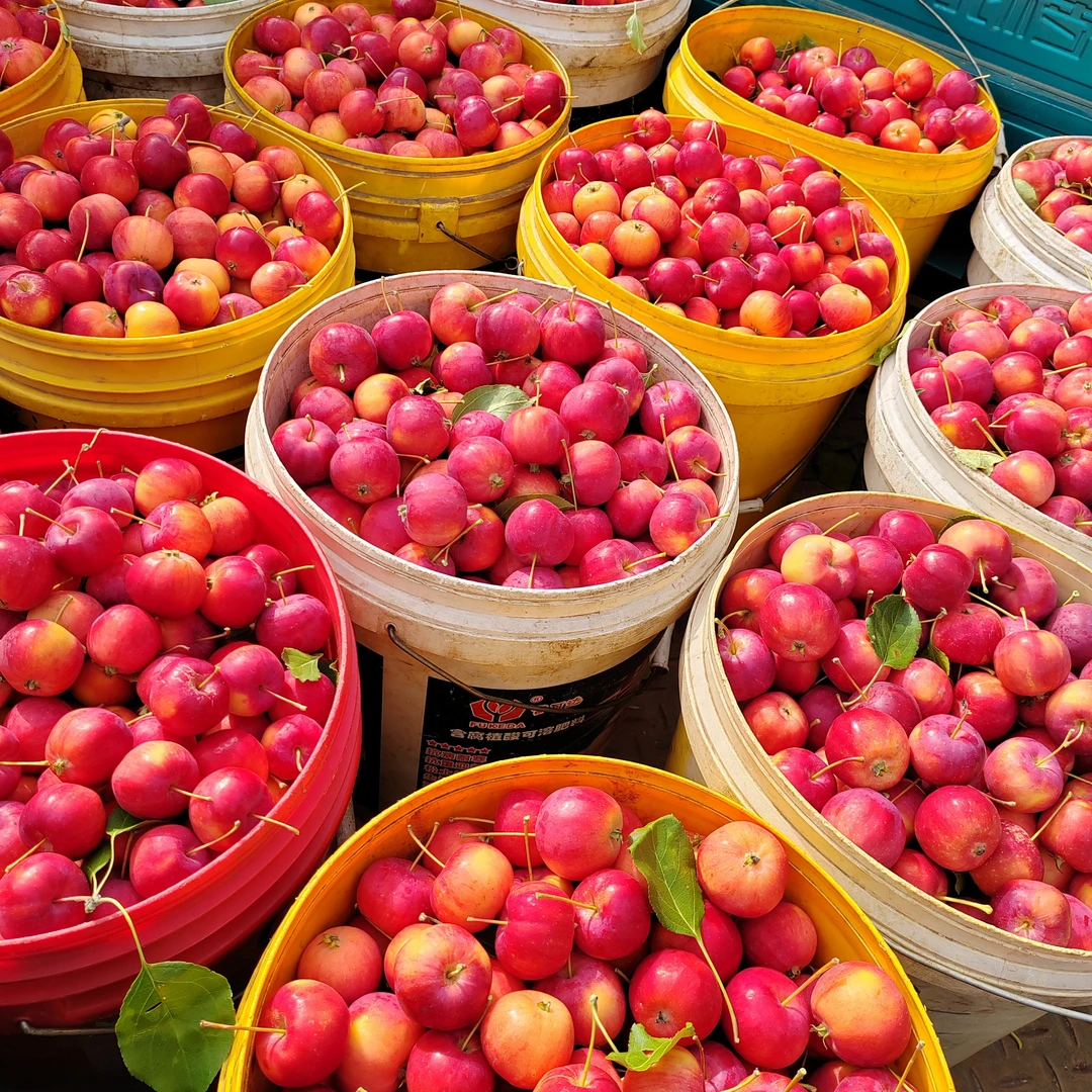 【顺丰发货】前旗特产沙果北方特产沙果酸甜脆海棠果现摘现发