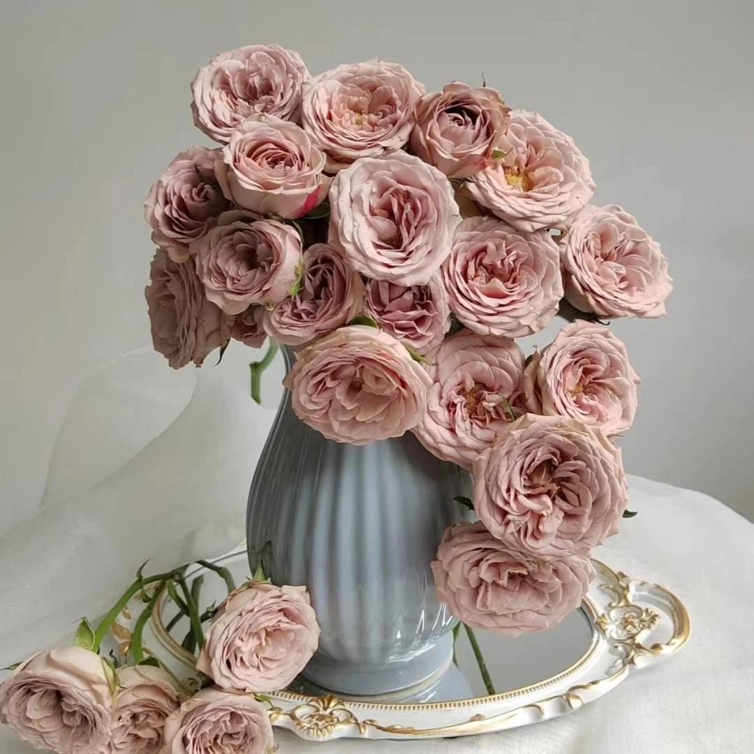 【多头卡布奇诺】高级复古高端玫瑰 玖枝花优选 鲜切花