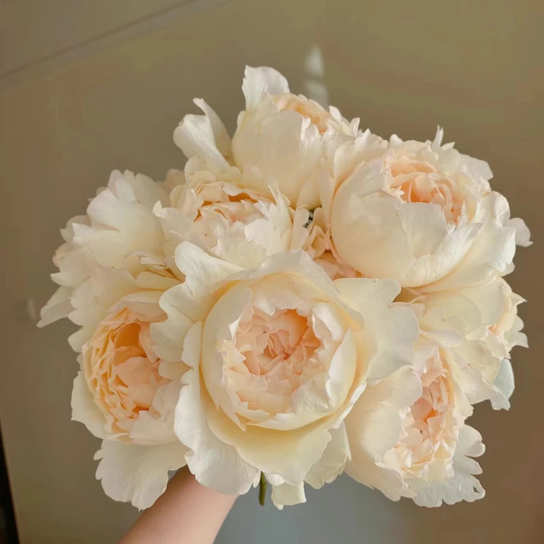 【奶油伊芙】稀有单头玫瑰 杆子细/ 带着纸壳醒花/玖枝花 云南直发