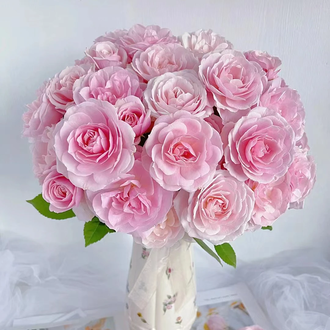 【白桃果冻】稀有品牌多头玫瑰 玖枝花优选 云南直发玫瑰花儿