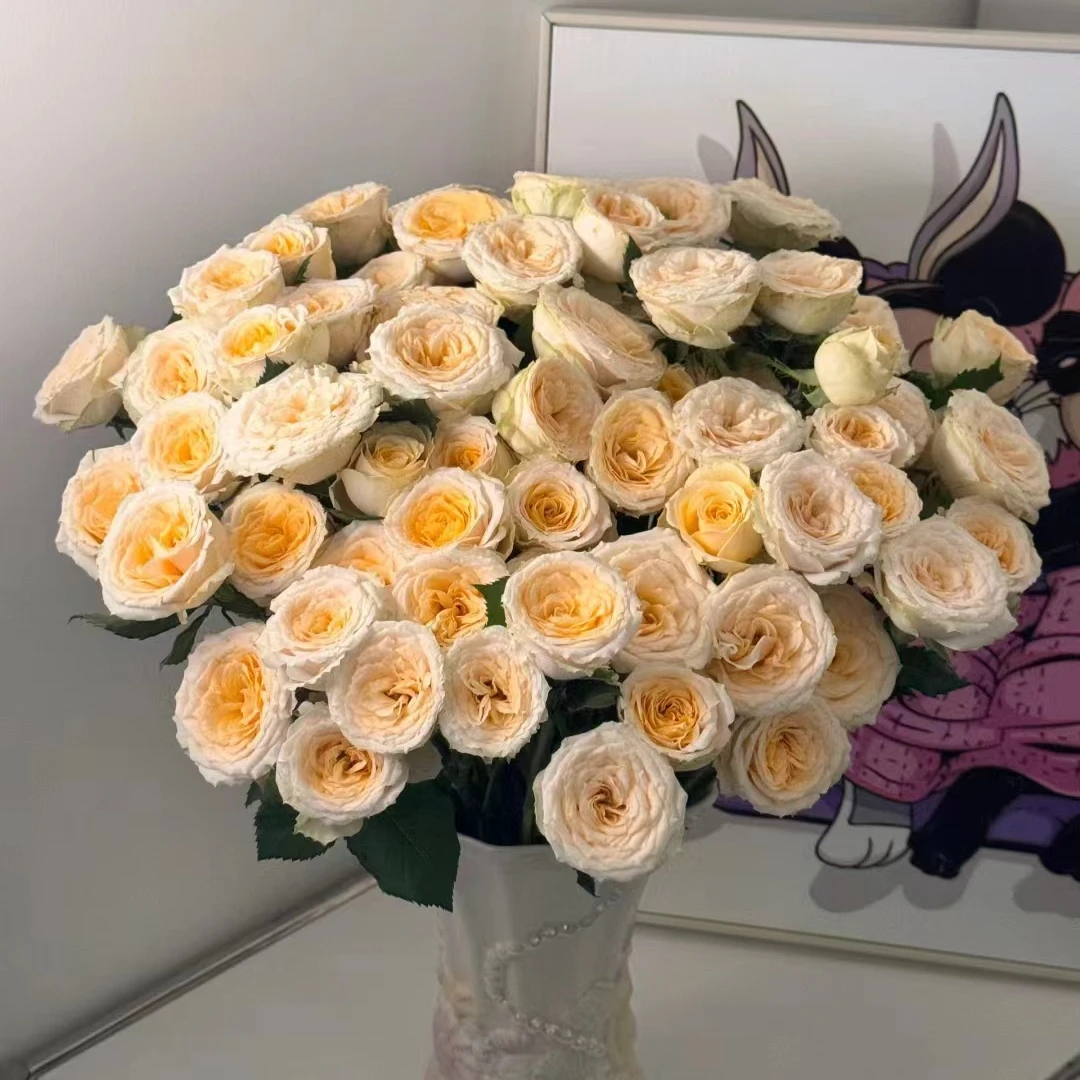 【芒果梦境】俏夕阳稀有多头玫瑰 玖枝花优选 云南直发鲜花儿