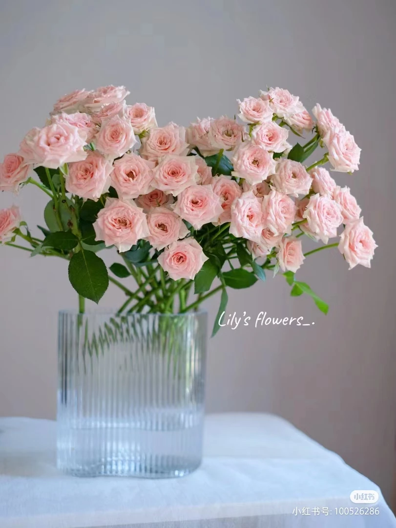 【星悦宝贝】A级稀有多头玫瑰 注意杆子细  玖枝花优选 鲜切花