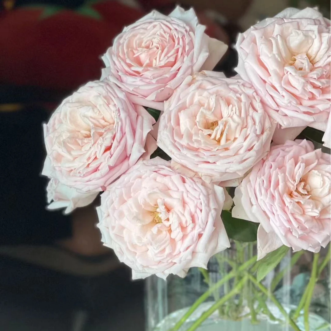 【樱桃古董】高端稀有单头玫瑰 玖枝花优选 云南基地直发 鲜切花