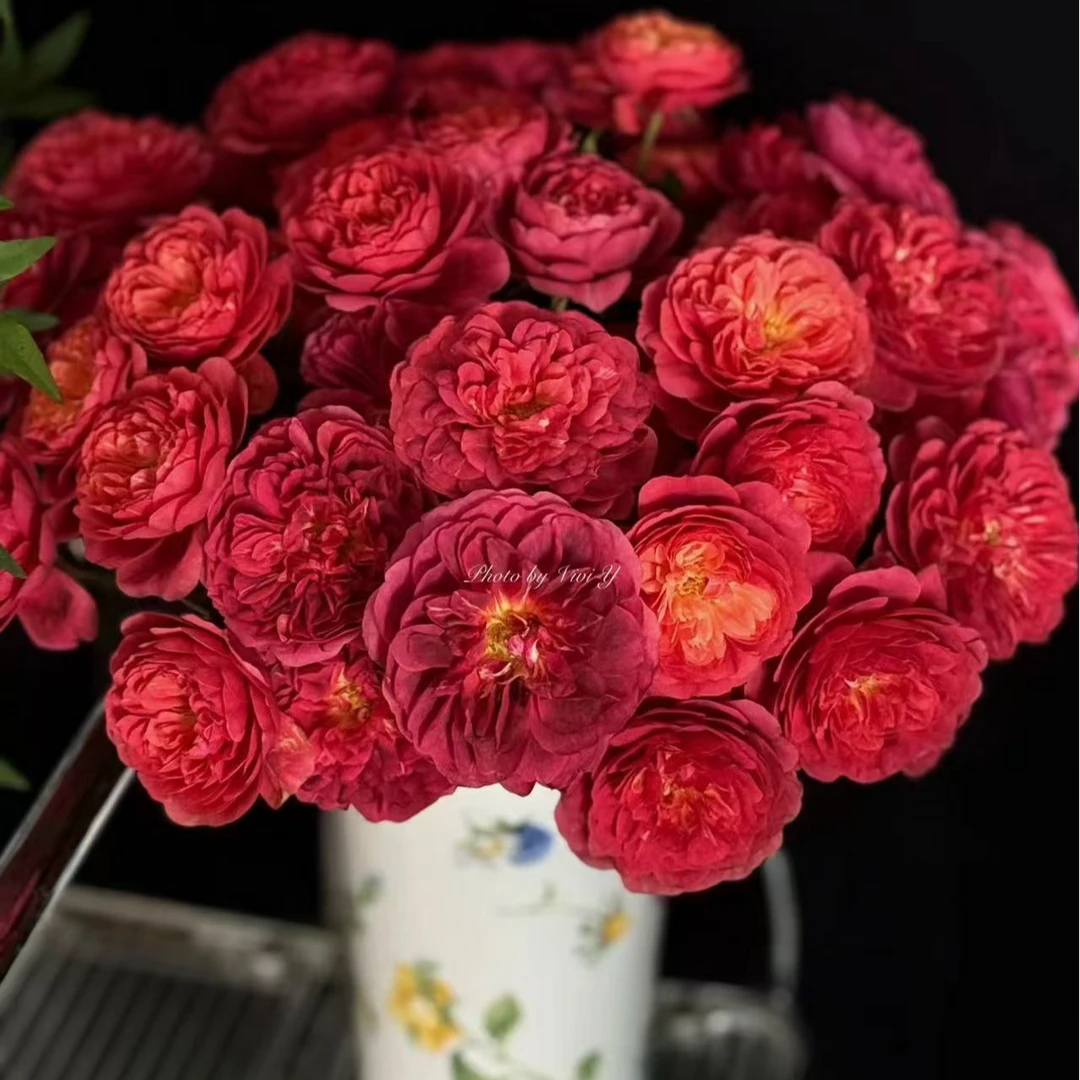 【绝色果汁】稀有多头玫瑰 玖枝花优选 瓶插水养鲜切花儿