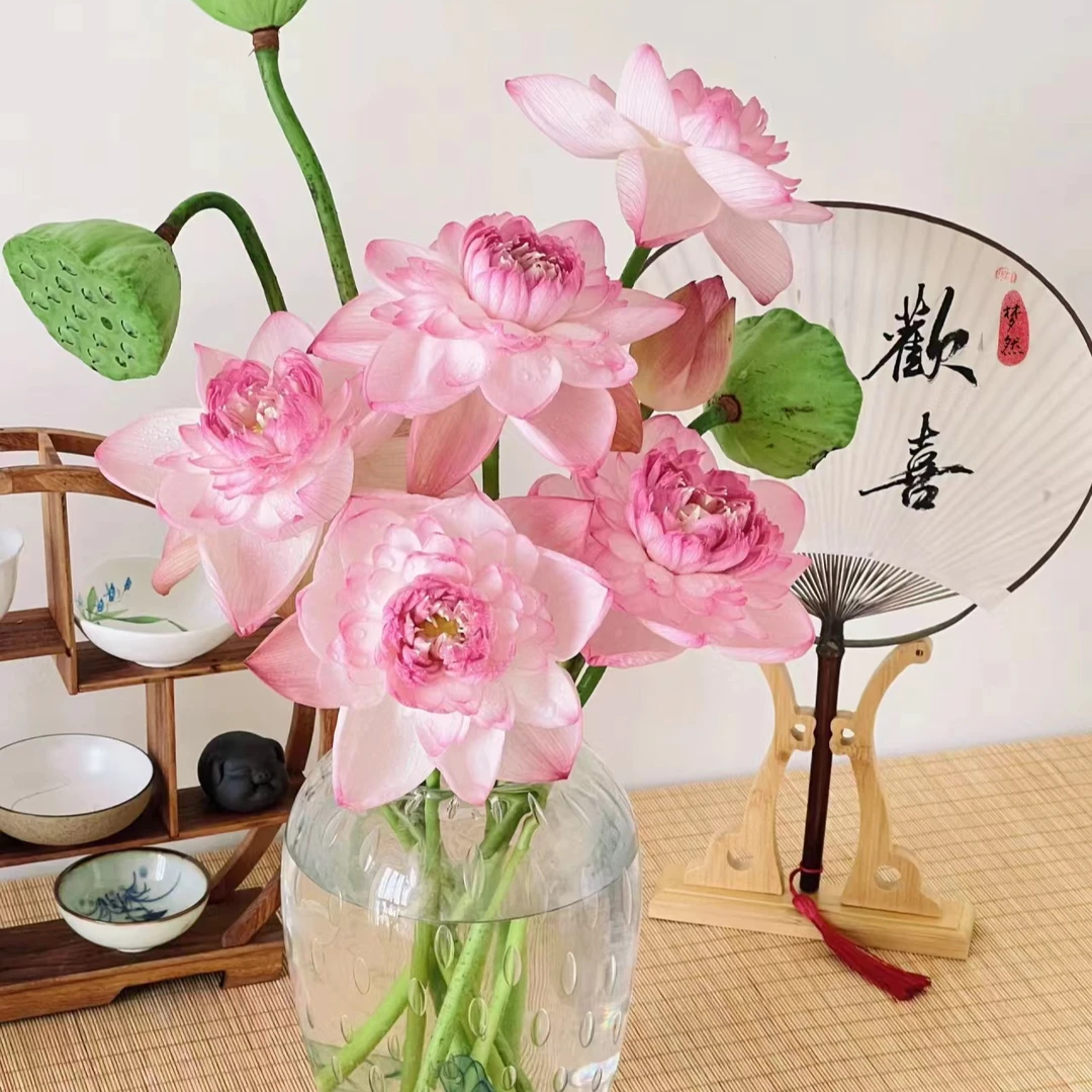 【重瓣荷花】清新诗意 手动开花 水养瓶插鲜切花儿