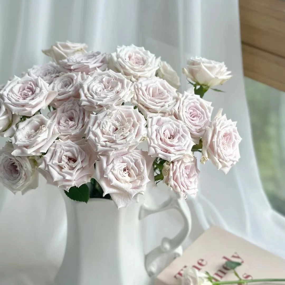 【多头曼塔】A级多头玫瑰 玖枝花优选云南基地直发鲜切花儿