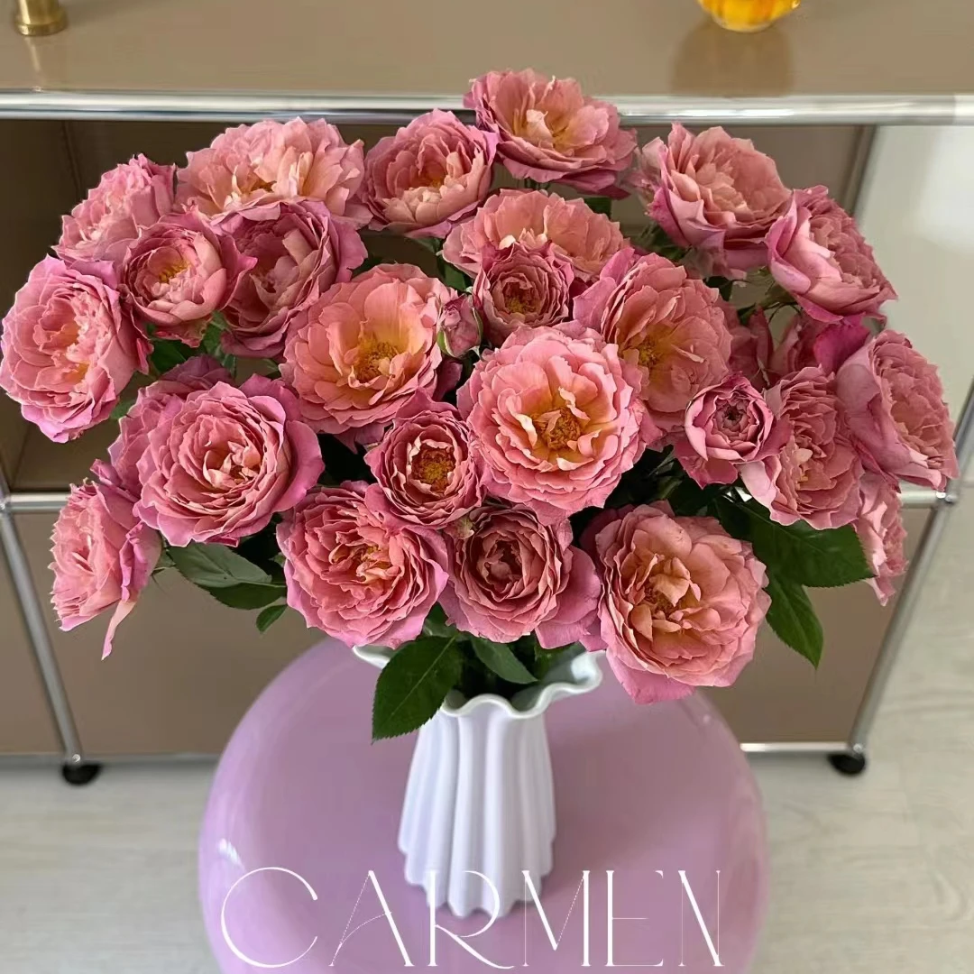 【粉色芭蕾】稀有单头玫瑰 玖枝花优选 云南基地直发花儿
