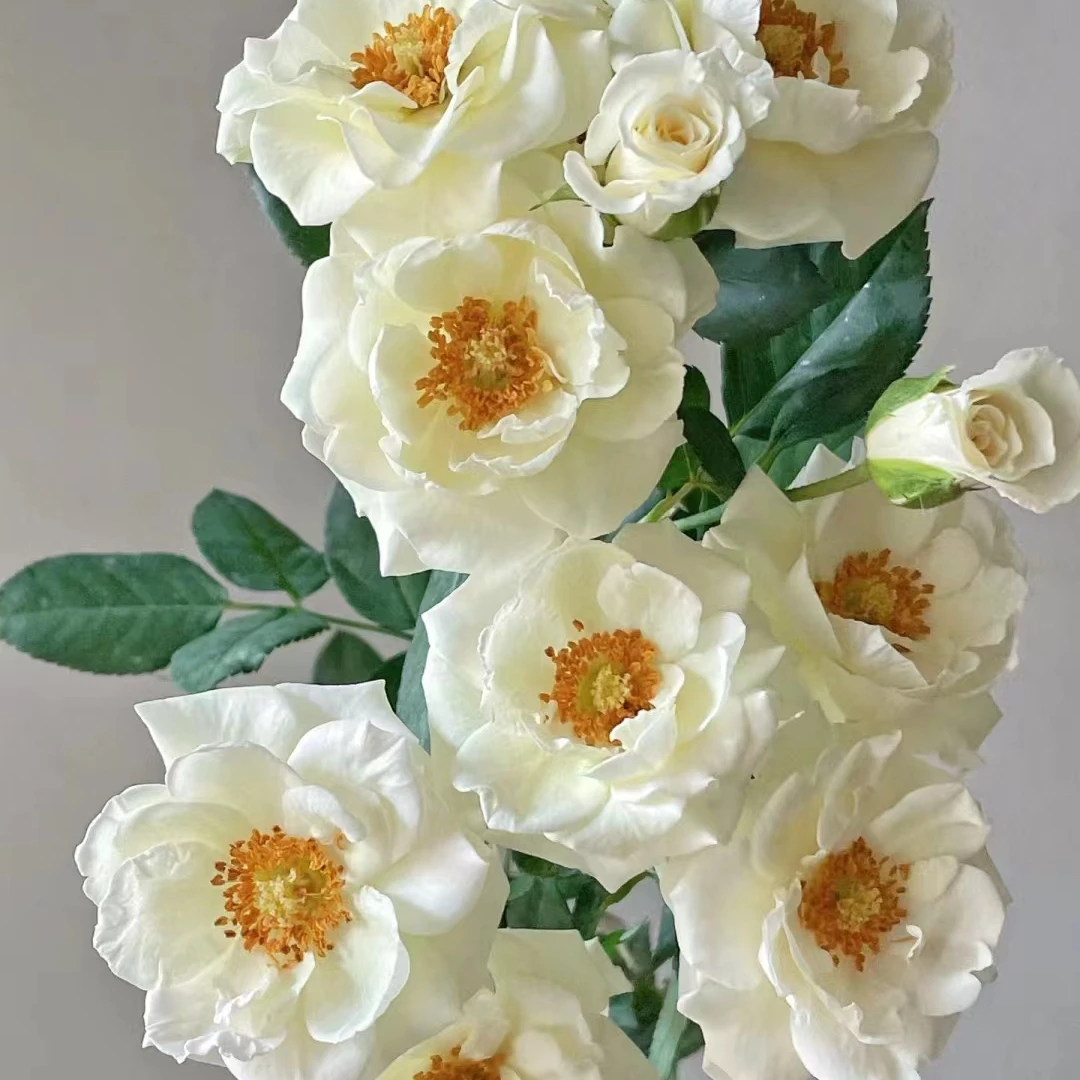 【青莲月】稀有多头玫瑰 玖枝花优选基地直发鲜花儿