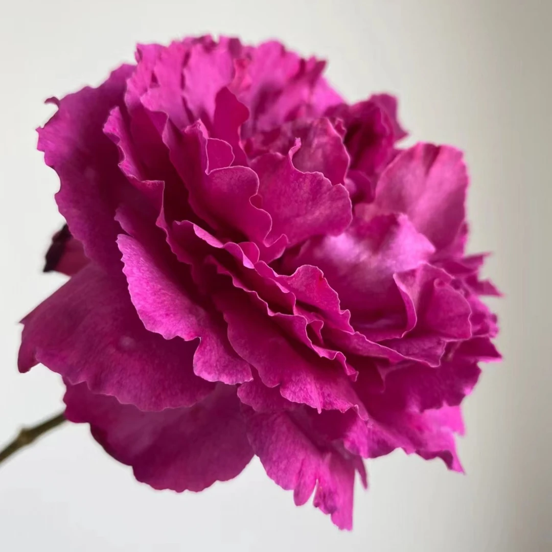 【伊芙伯爵】A级单头香型玫瑰玖枝花优选云南基地直发鲜花