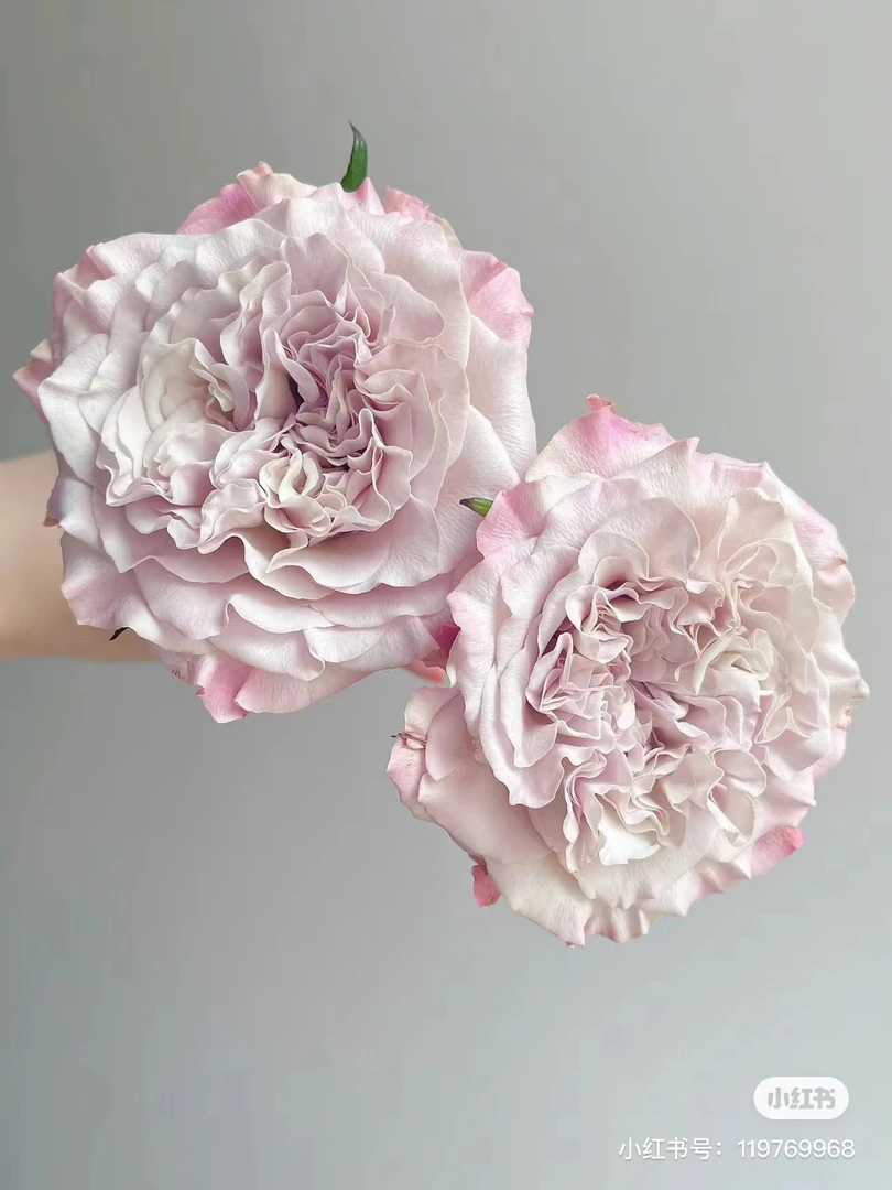 【貂蝉】 玖枝花优选 云南基地直发 瓶插水养花儿鲜切花材