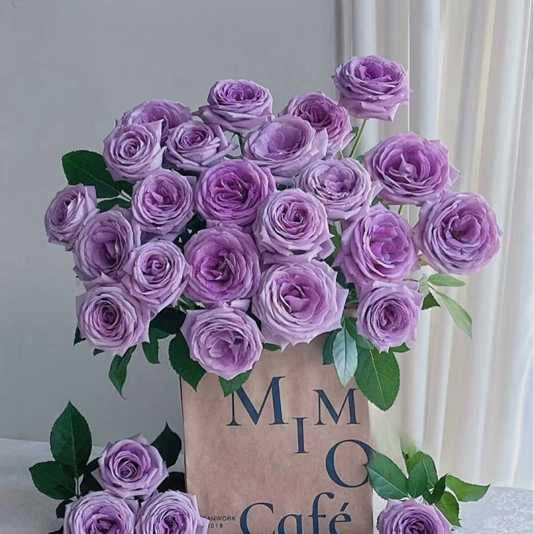 【紫罗兰的骄傲】稀有浓香多头玫瑰 玖枝花优选 基地直发 鲜切花