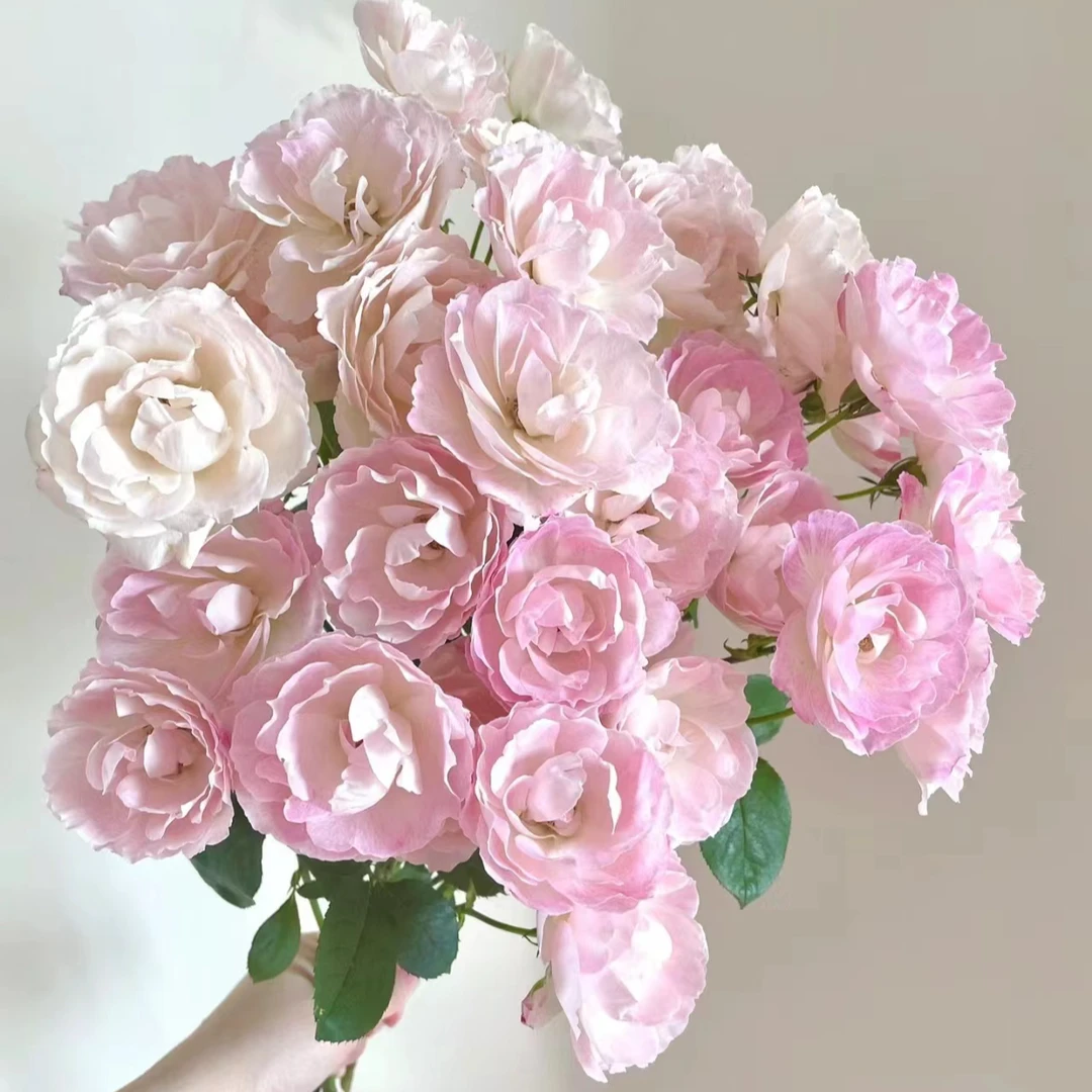 【花梨】A级稀有多头玫瑰 玖枝花优选 云南基地直发鲜切花儿