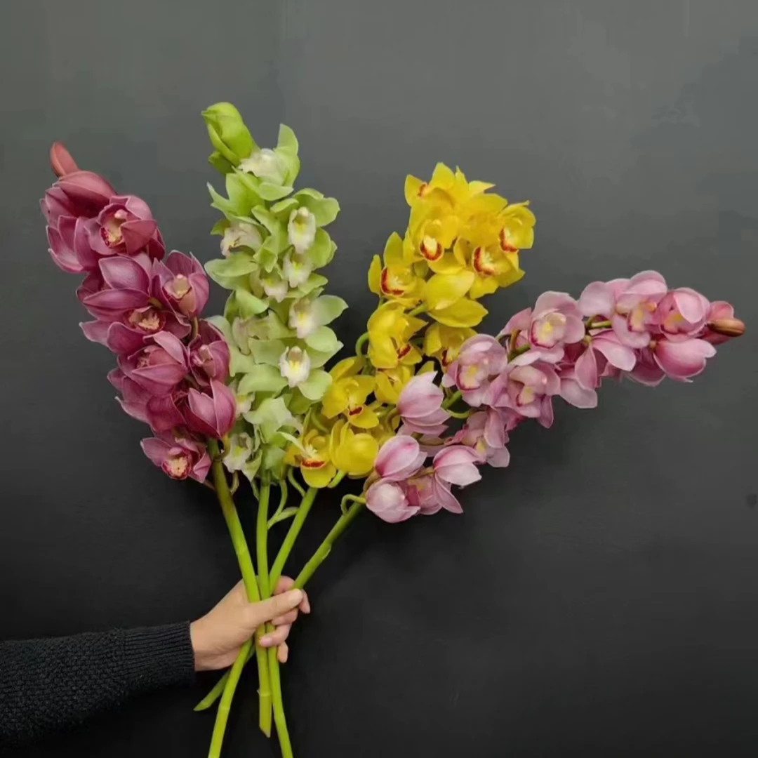 【大花惠兰】A级惠兰 4色 玖枝花优选基地直发鲜切花儿