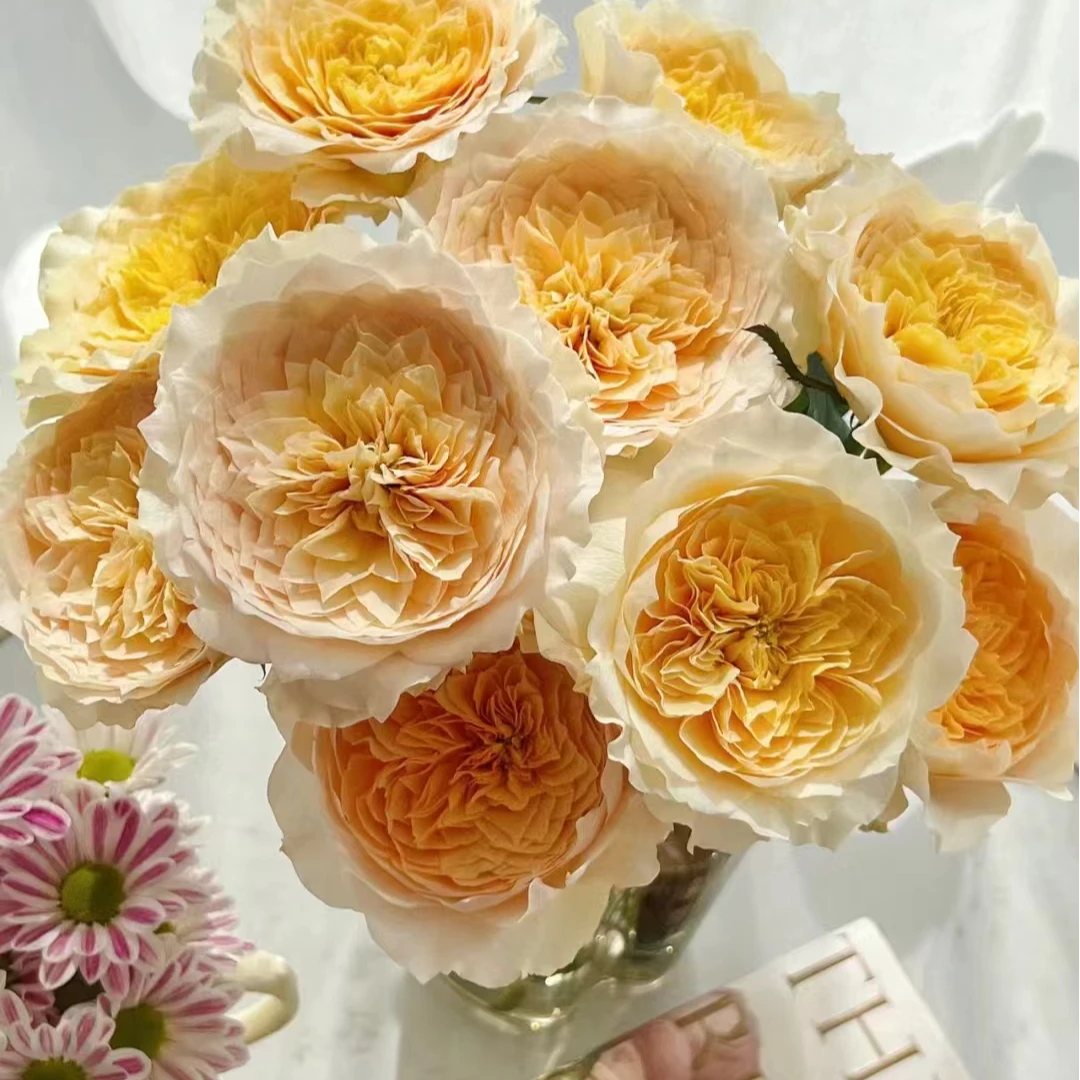 【艾菲】A级稀有鲜花 玖枝花优选瓶插水养鲜切花儿