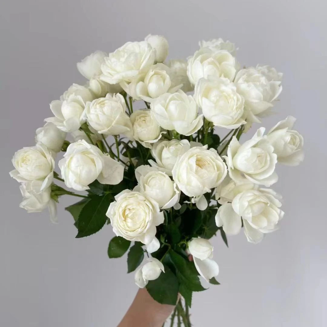 【多头白泡芙】多头玫瑰 玖枝花优选 云南基地直发