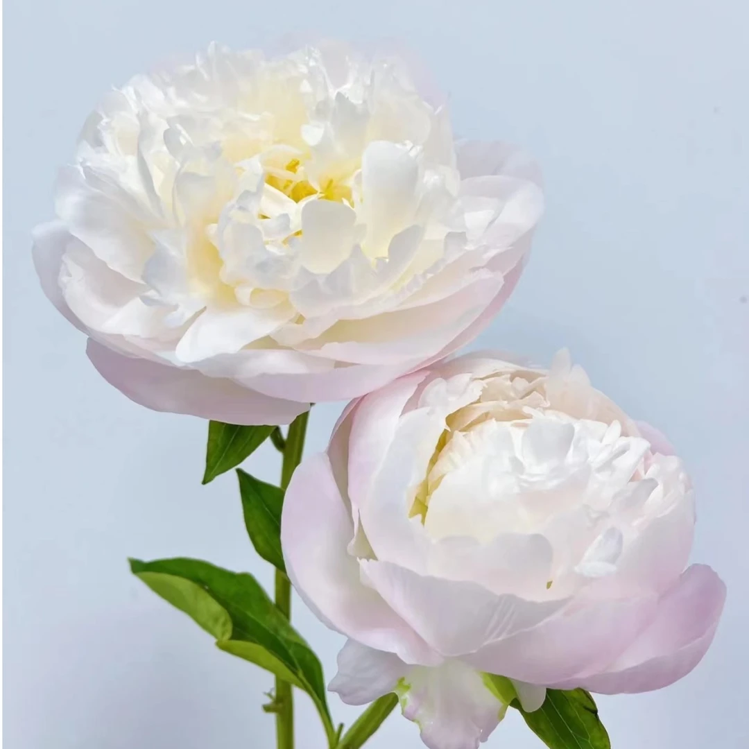 【美国小姐】A级重瓣芍药 5月花神 玖枝花优选家庭瓶插鲜切花