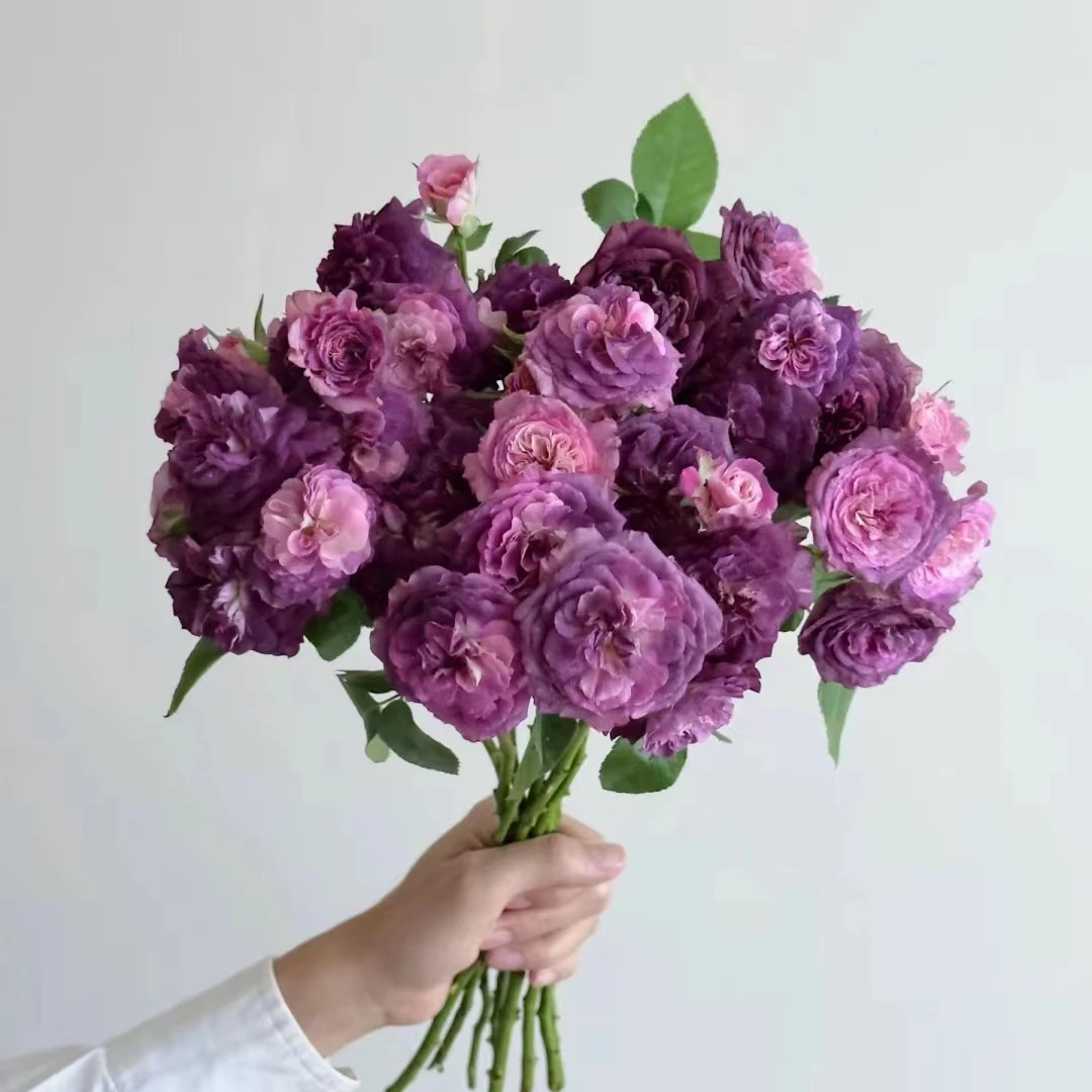 【圣十字军+蓝色梦想】稀有多头玫瑰 玖枝花优选家庭瓶插鲜切花儿