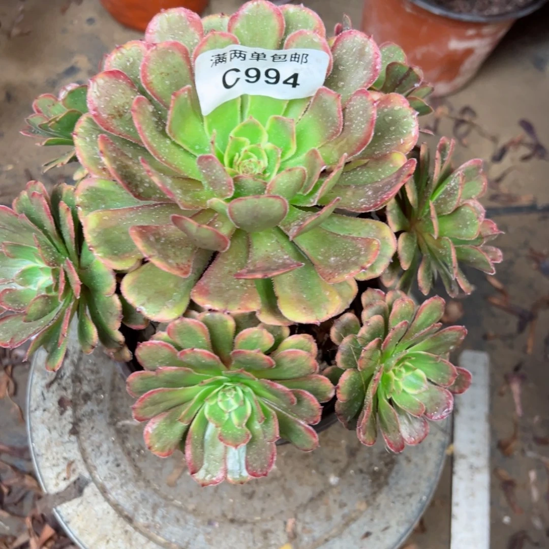 994黑金刚法师多肉