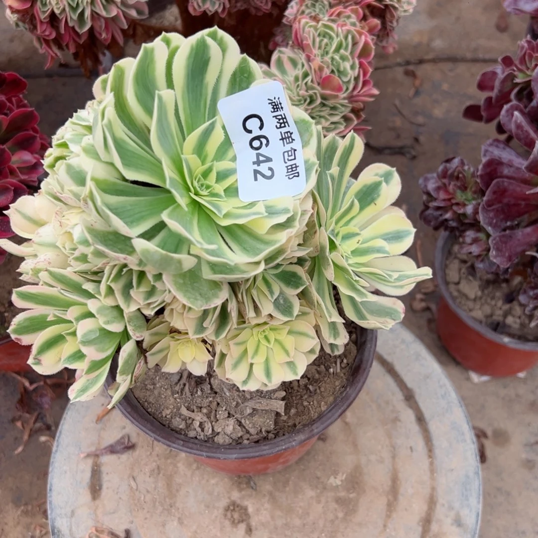 642迈巴赫法师多肉