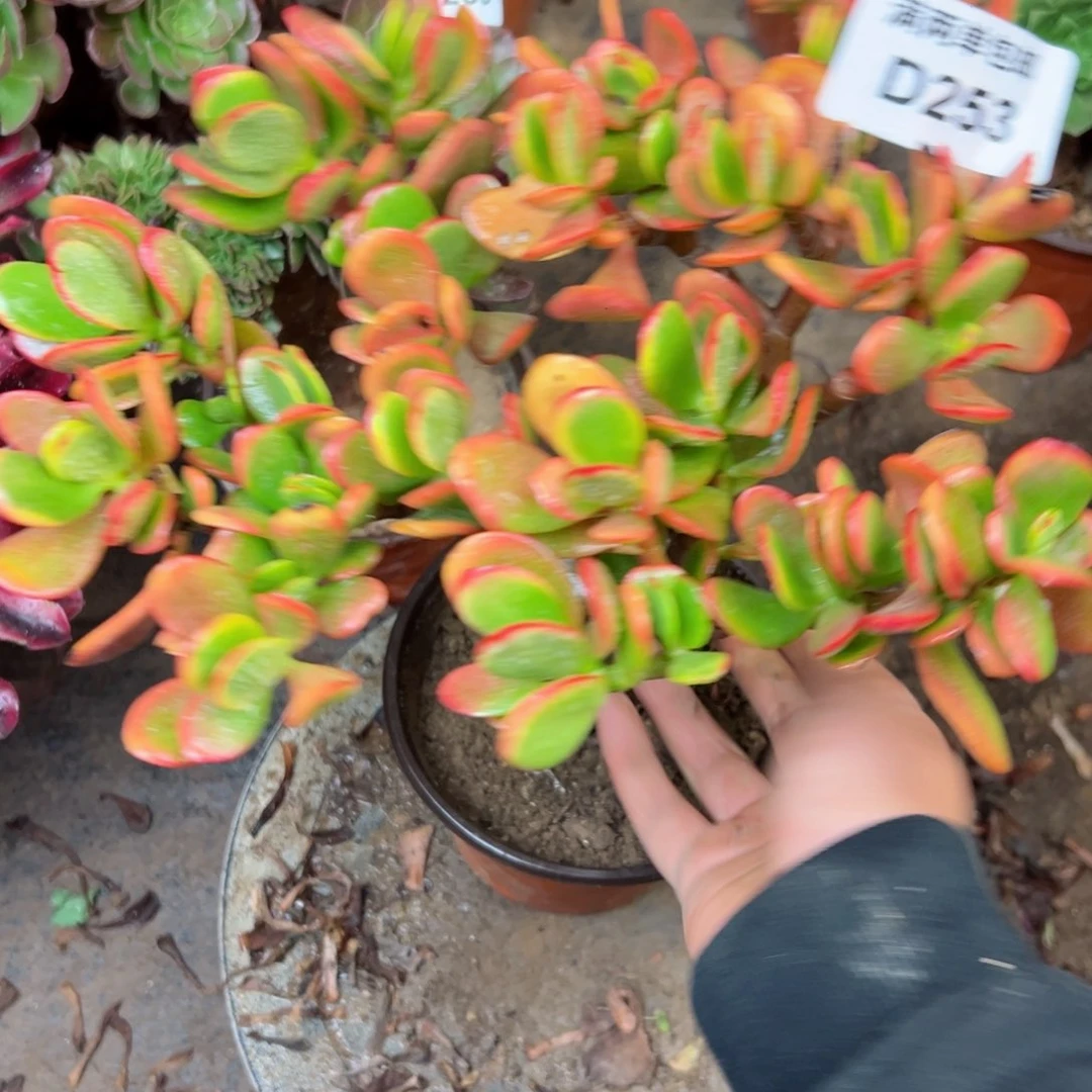 253黄金花月法师多肉