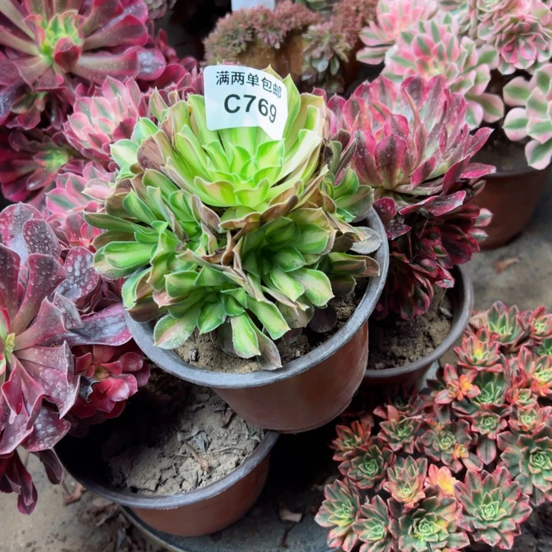 769五科法师多肉组合