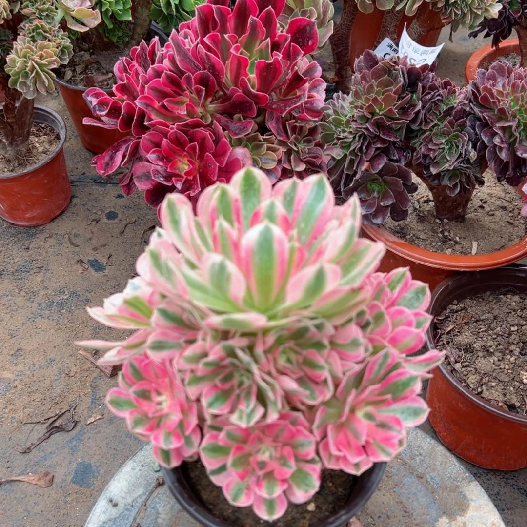 325粉女巫法师多肉