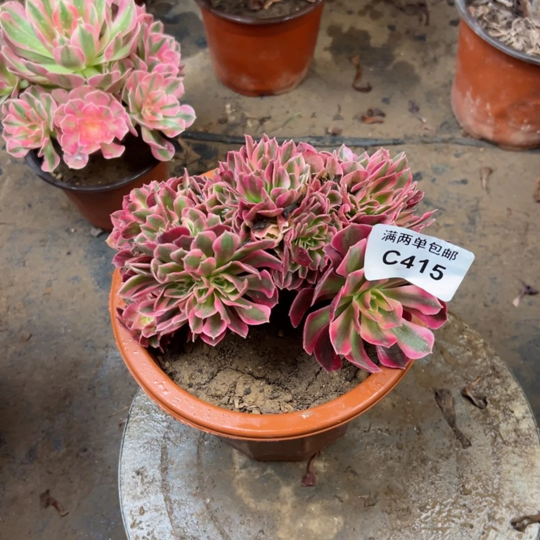 415分缀法师多肉