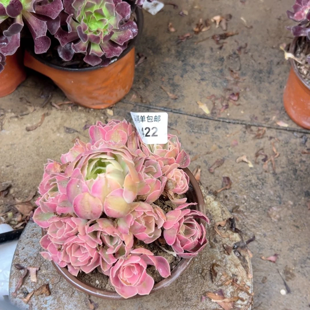 422粉女巫法师多肉