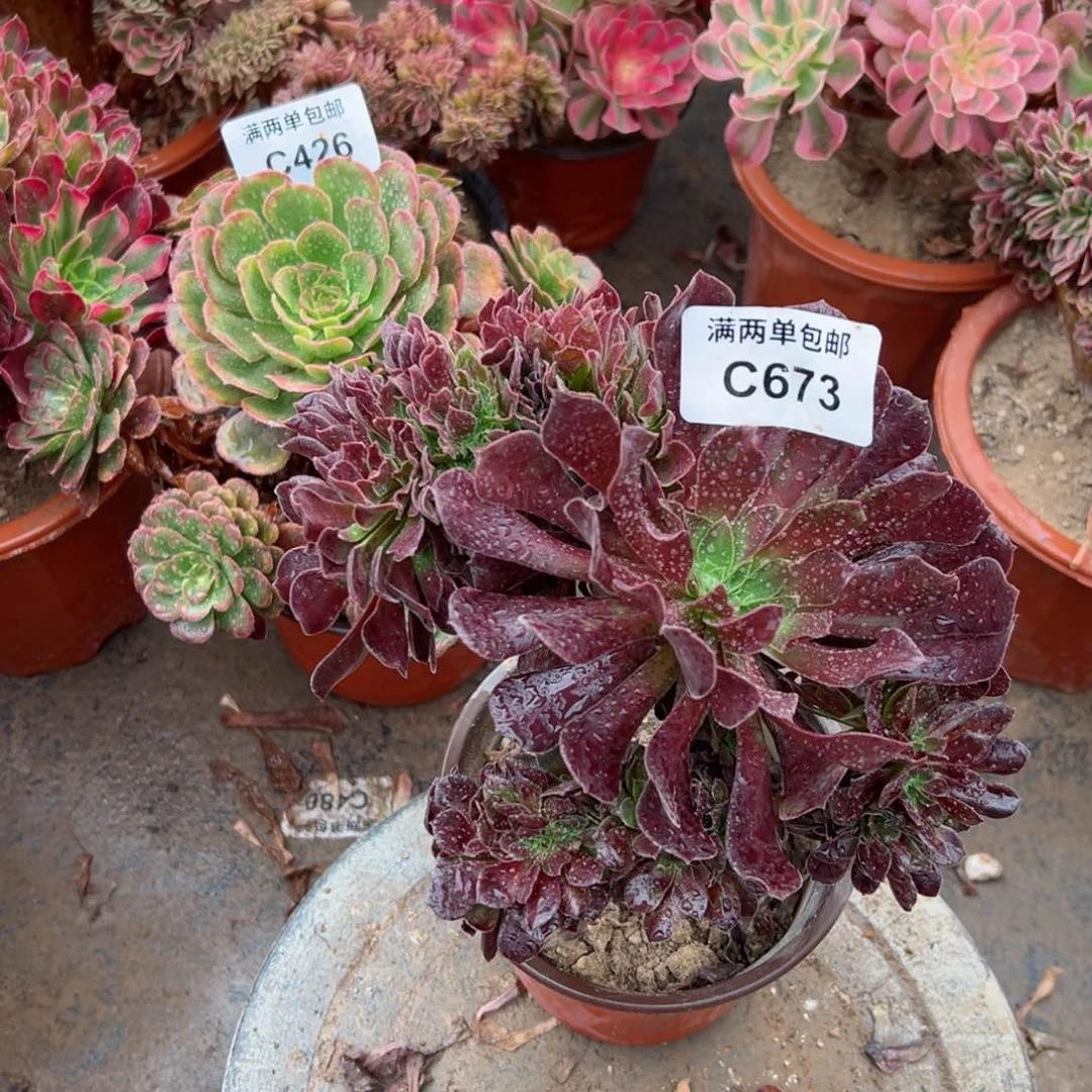 673欧缀法师多肉