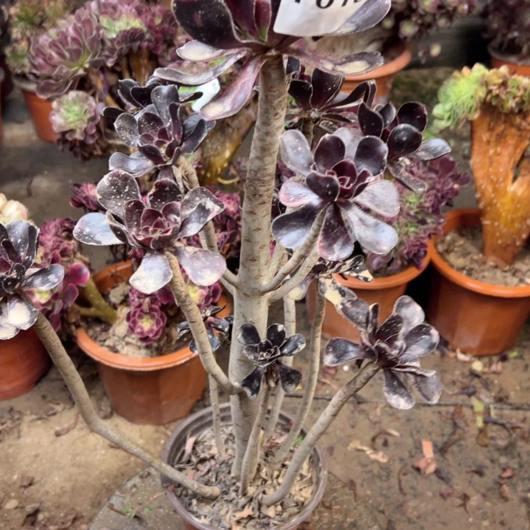 016黑豆法师多肉